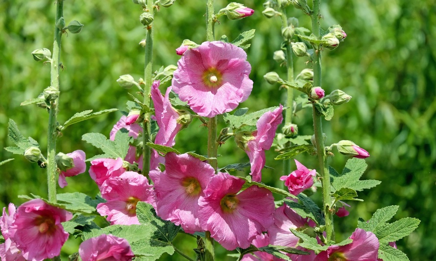 En esta fotografía se puede ver a la malva florecida con flores rosadas que son muy fragantes y atraen a insectos polinizadores