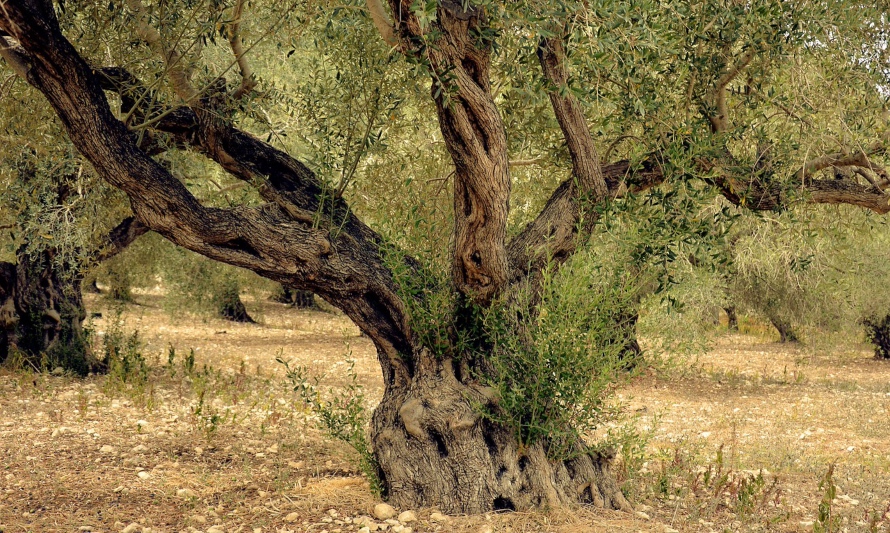 Revisa cinco árboles que consumen poca agua ideales para reforestar - ¿Cuál  es tu huella?