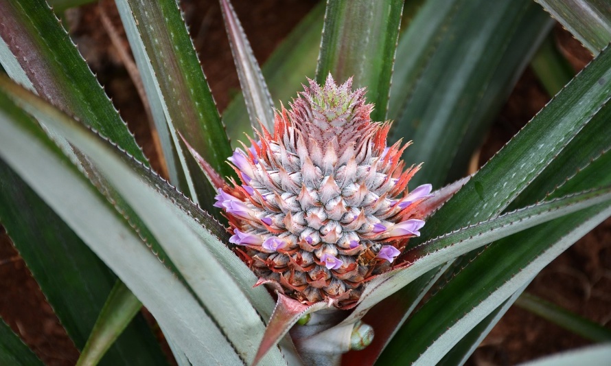 En esta foto se puede ver una flor de piña o ananá, que es un cardo de color naranjo y púrpura intenso