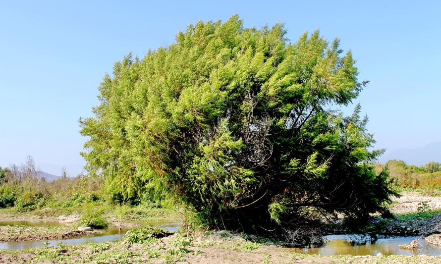 En esta fotografía se puede apreciar un sauce amargo en un lecho de un río. Este árbol es parte del paisaje de la zona central de Chile