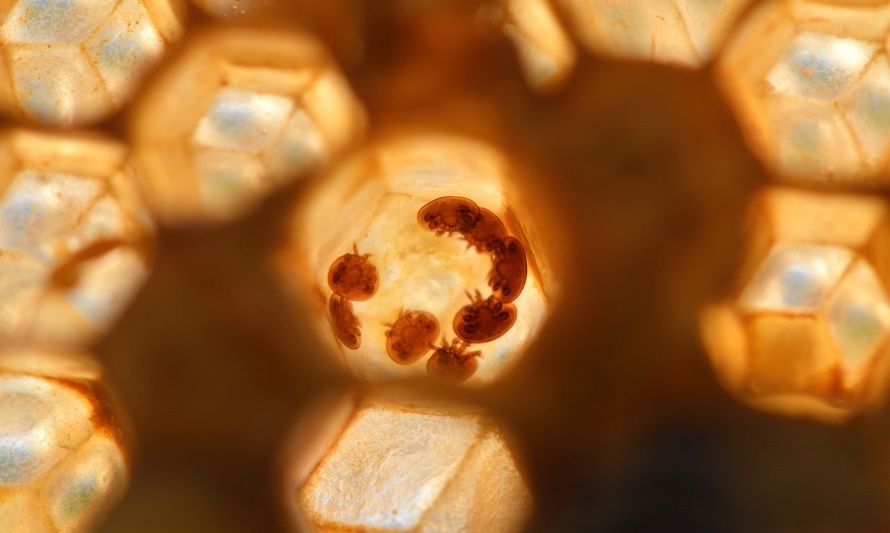 En esta fotografía se puede apreciar al ácaro de la varroa al interior de un panal de abejas