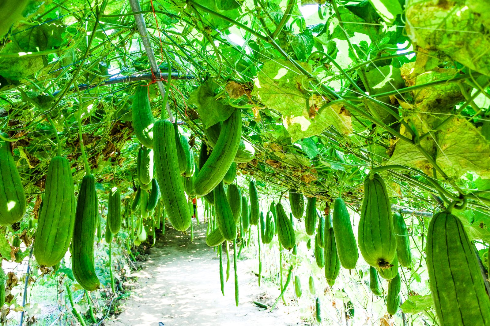 https://www.cualestuhuella.cl/files/files/zucchini-rural-freshness-beautiful-growing-view-1580045-pxhere_com.jpg